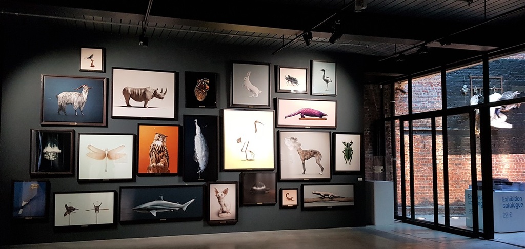 photos animalières de vincent fournier exposées dans centre art hangar bruxelles
