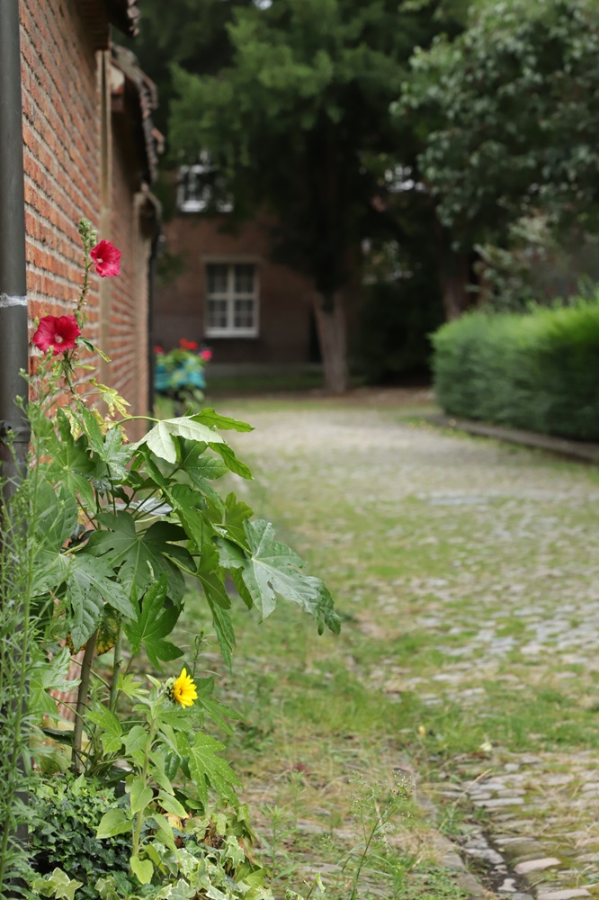 fleurs dans une rue pavée du béguinage d'anvers