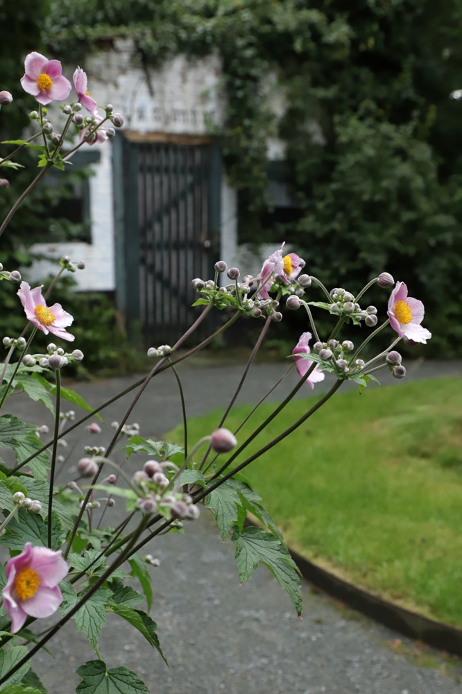 anémones roses et cabane de jardin en arrière plan
