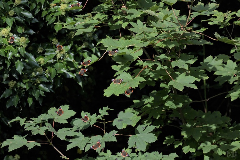 papillons vulcains sur feuilles d'érable