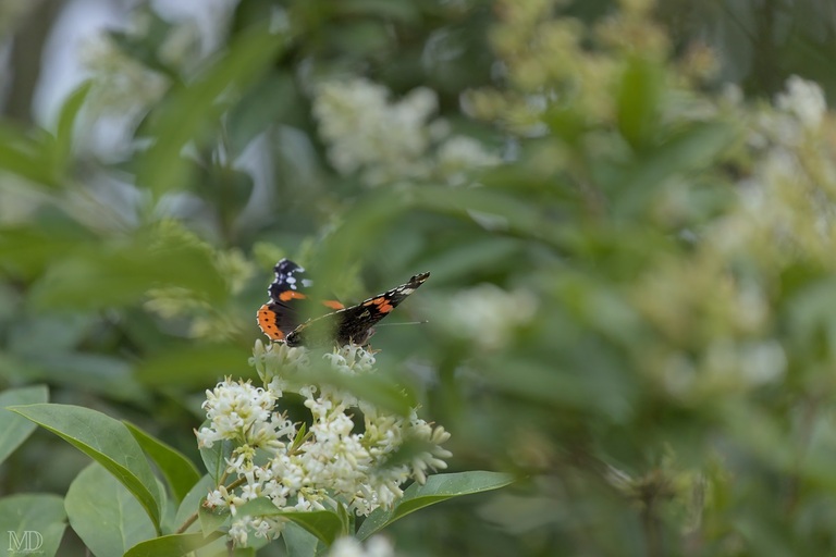 papillon vulcain sur troène en fleur en été