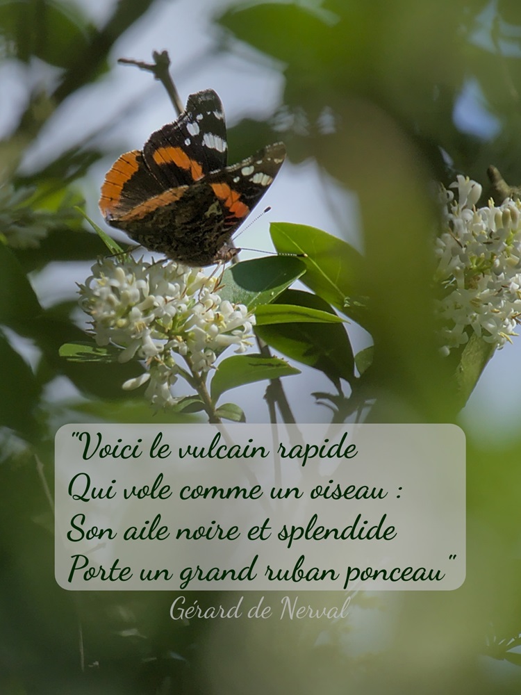 papillon vulcain sur fleur de troène avec citation gérard de nerval