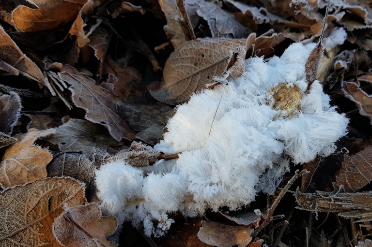 cheveux de glace sur tapis de feuilles gelées