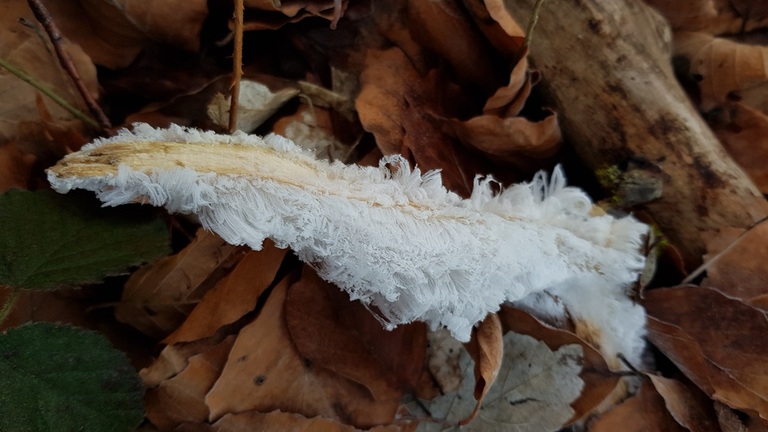 cheveux de glace sur tapis de feuilles