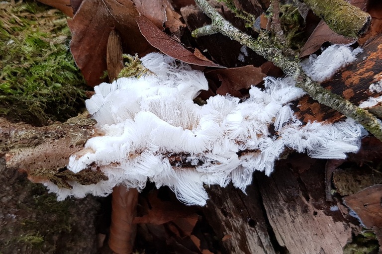 cheveux de glace sur sol gelé en forêt