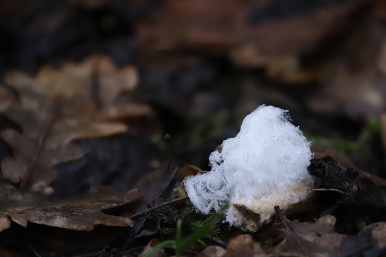 cheveux de glace sur sol en forêt