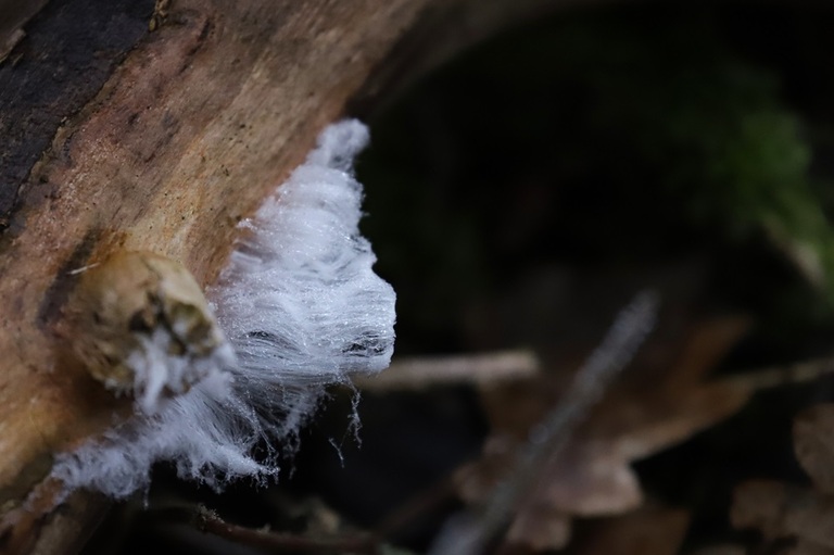 cheveux de glace sur bois en hiver