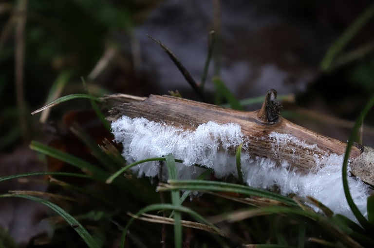 cheveux de glace sur bois mort