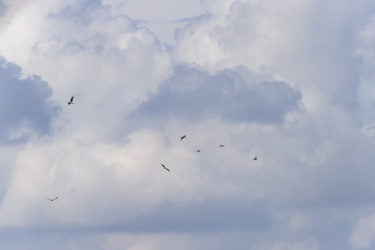 cigognes noires en vol ciel nuageux