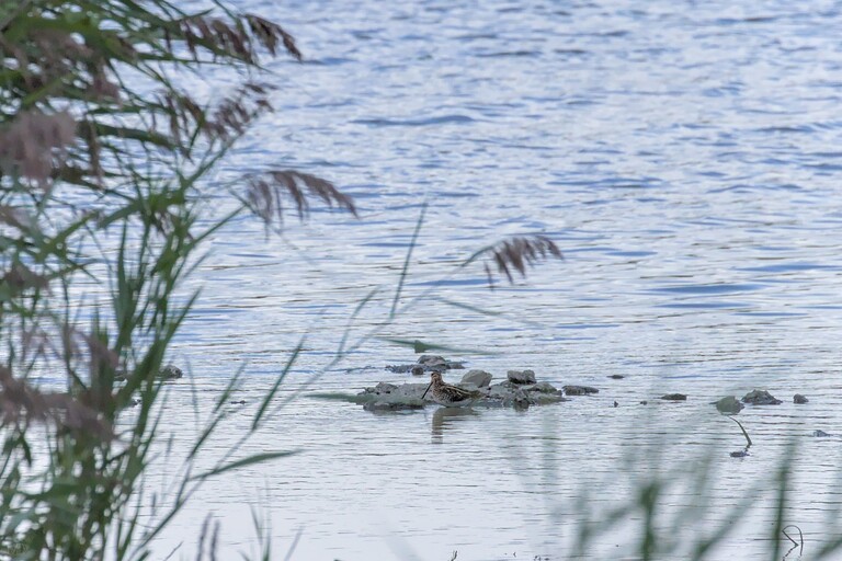 oiseau sur l'eau et roseaux