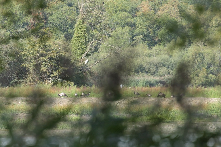 vue sur une berge de l'étang de virelles où se trouvent des oiseaux et végétation