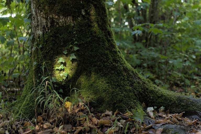 pied d'un arbre à l'ombre recouvert de mousse avec un cercle éclairé par le soleil