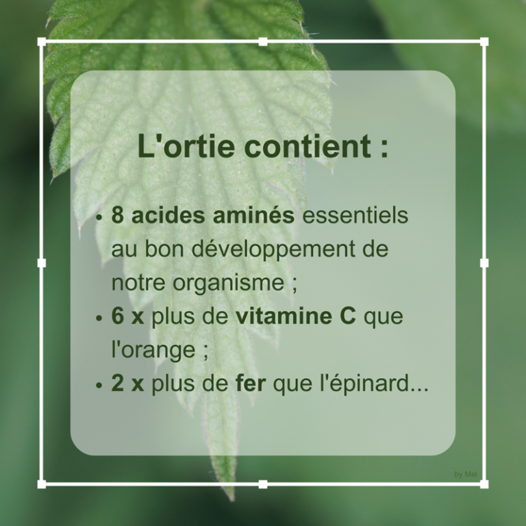 visuel avec bienfaits nutritionnels de l'ortie