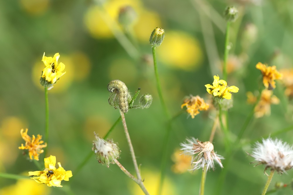 chenille de noctuelle au jardin