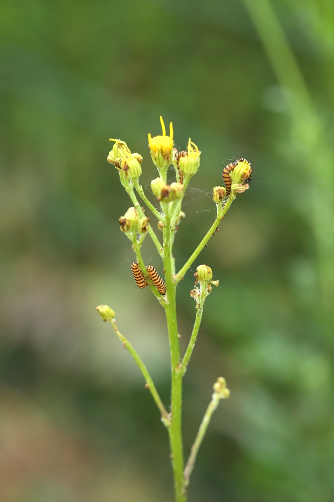 chenilles de Goutte-de-sang sur plante de séneçon
