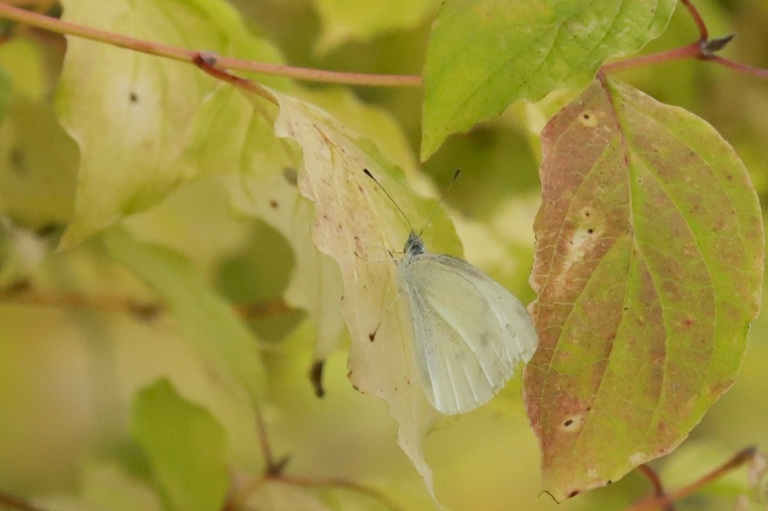 papillon blanc sur branche de cornouillier