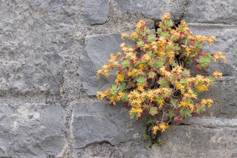plante en fleurs sur un mur à castelmonte