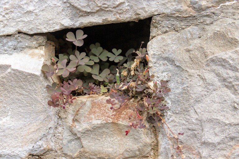 plante sur un mur à castelmonte