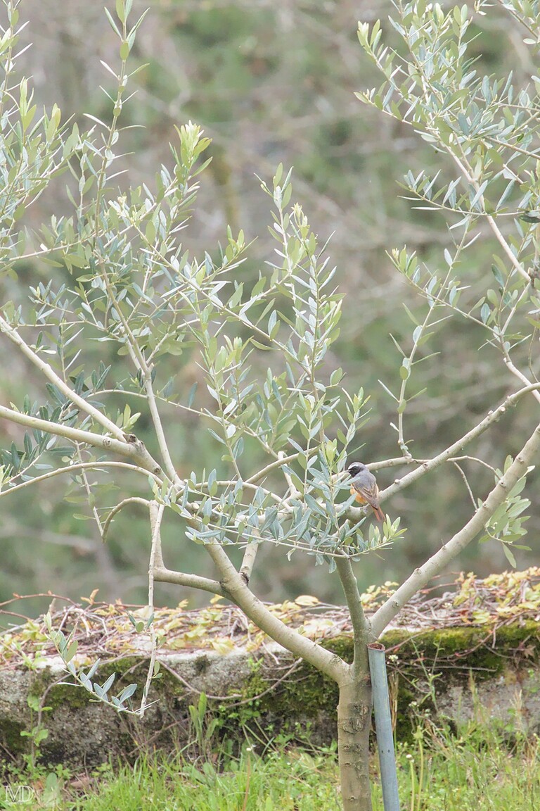 rougequeue à front blanc posé sur une branche d'arbre