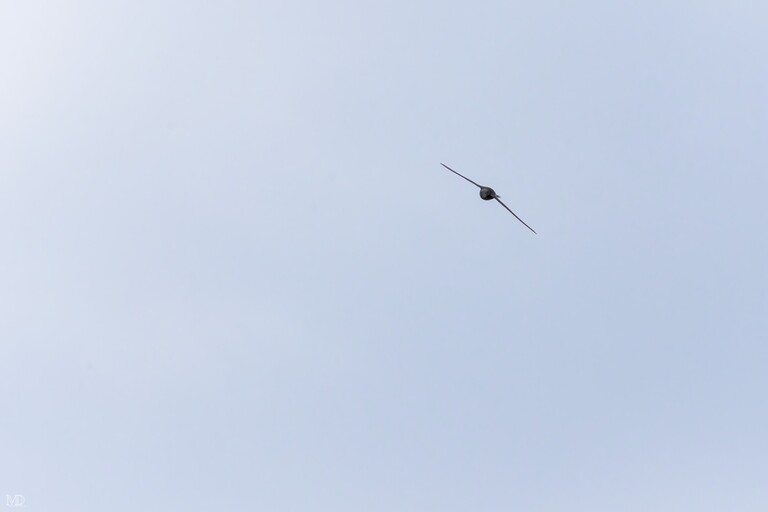 martinet noir en vol