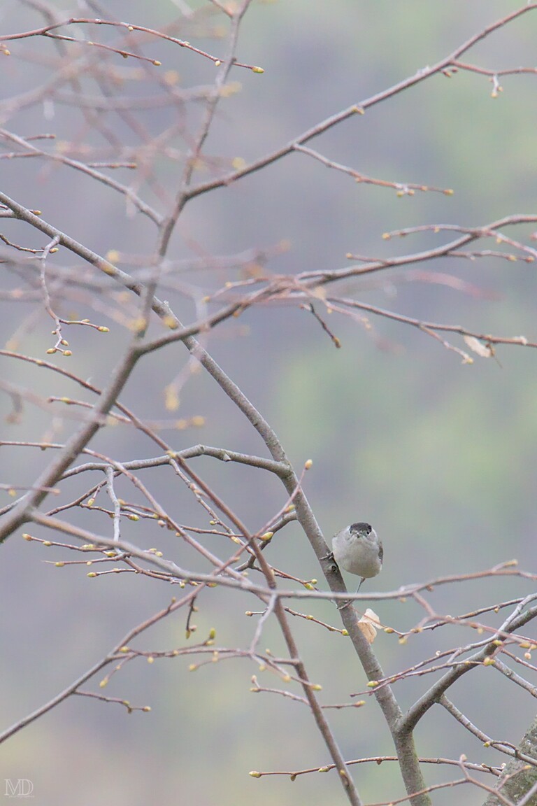 fauvette à tête noire sur branche d'arbre au printemps