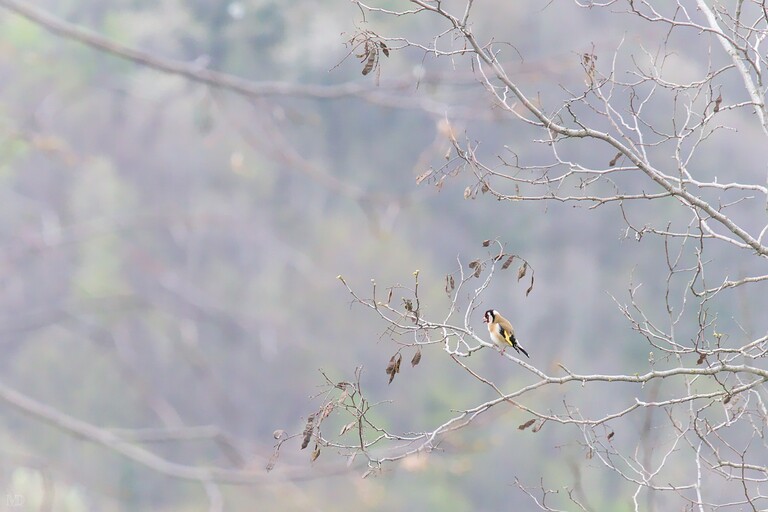 chardonneret élégant sur branche d'arbre au printemps
