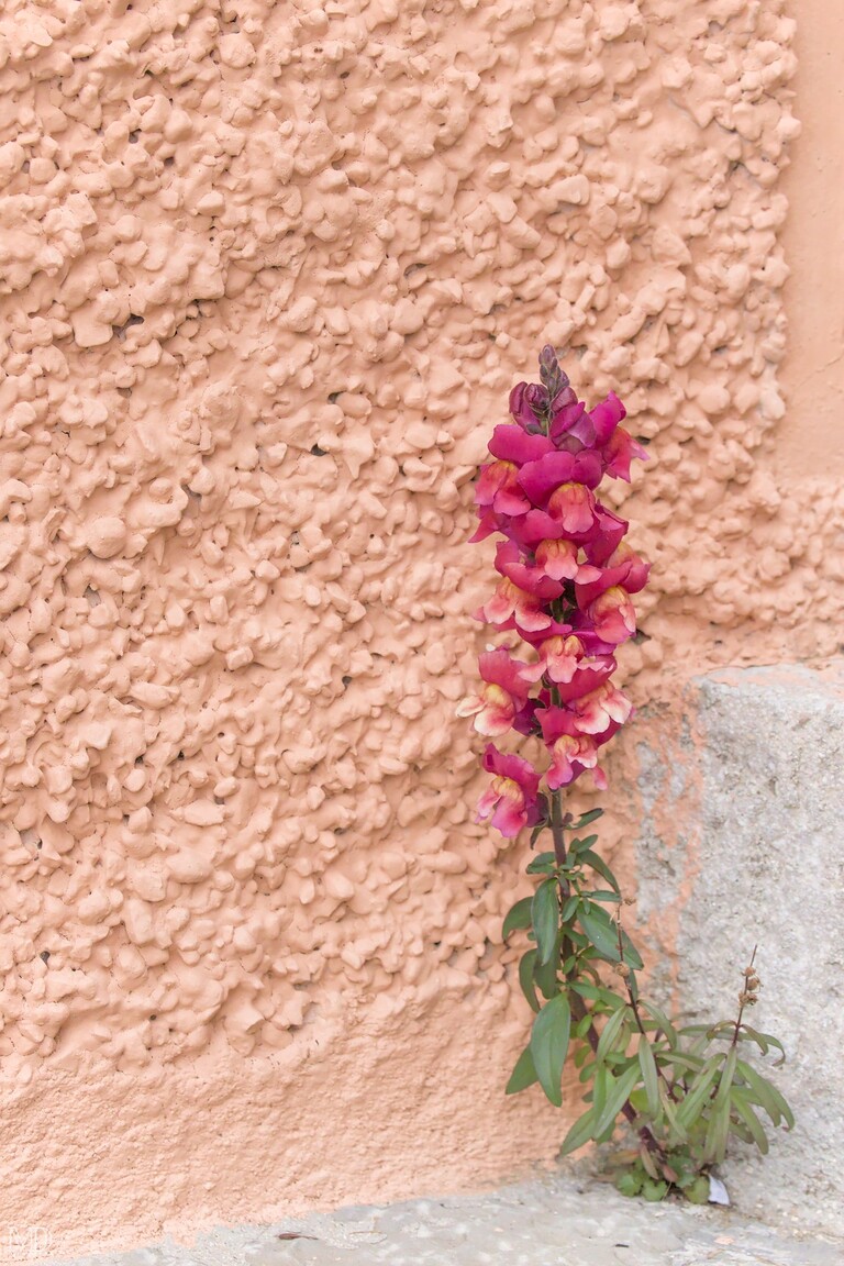fleur au pied d'un mur à castelmonte