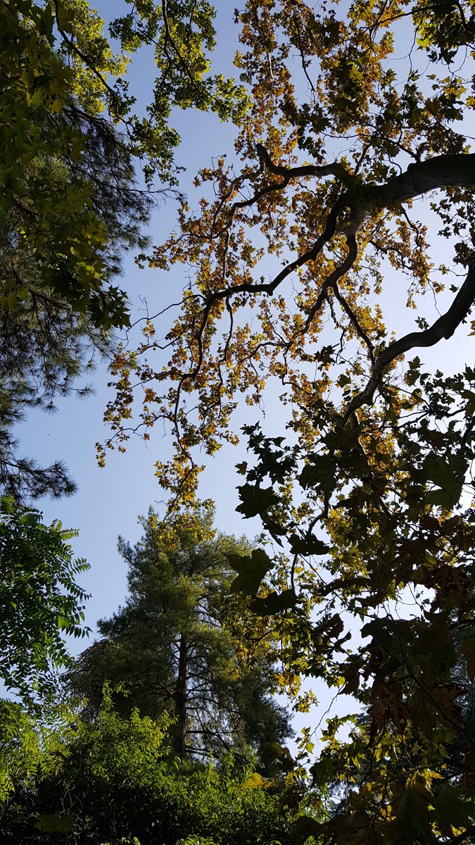 arbres et résineux au parco italia avec ciel bleu