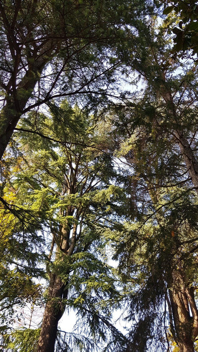 cimes arbres et ciel bleu