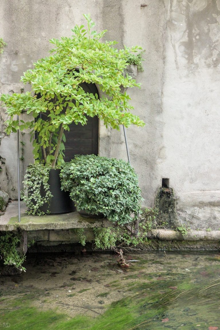 arbuste en pot devant mus à côté canal