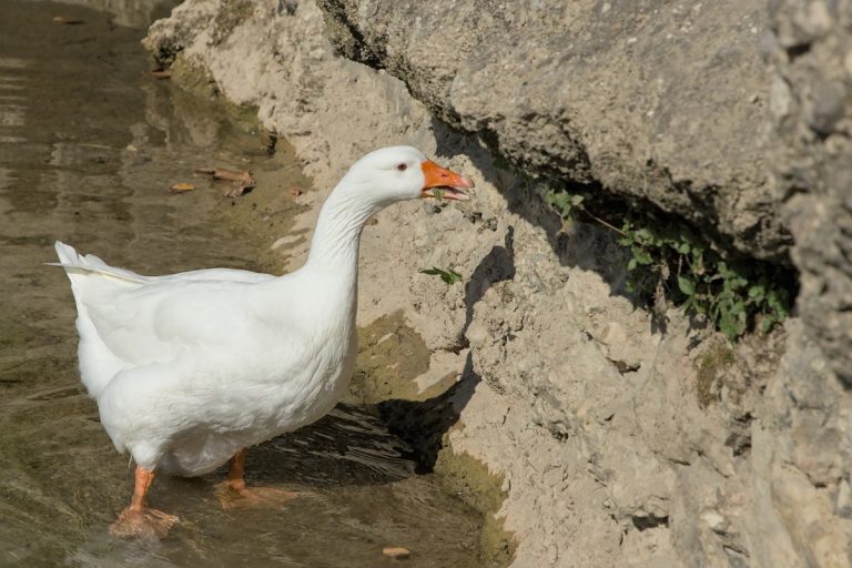 oie dans l'eau en train de manger