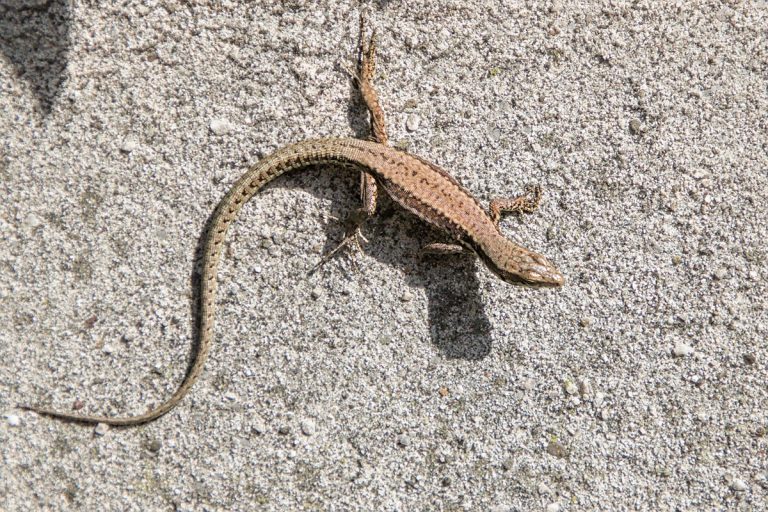 lézard sur un mur