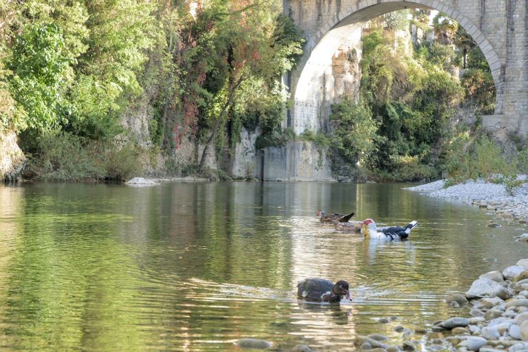 canards sur rivière