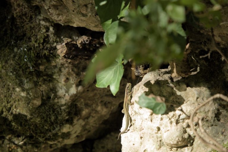 lézard sur rocher