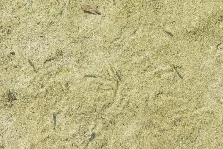 petits poissons dans l'eau