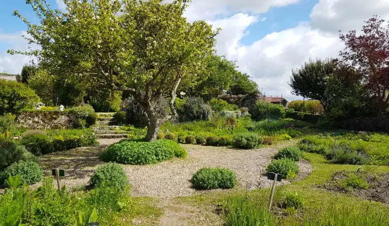 jardin remarquable avec plantes et arbre au centre