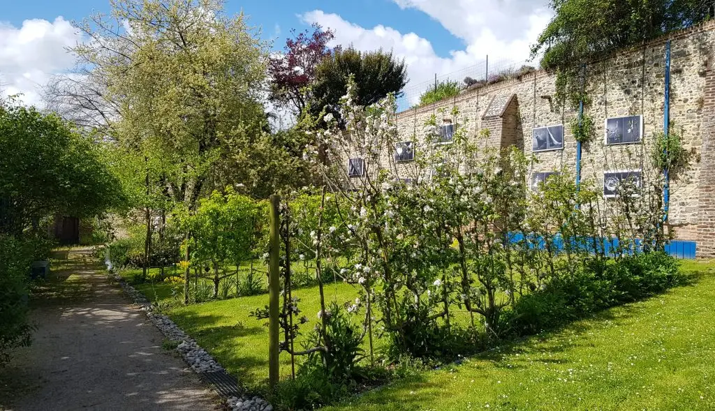 verger avec arbres en fleurs